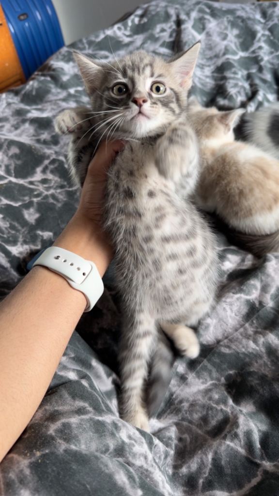 Beautiful Kittens Looking For Their Forever Home 