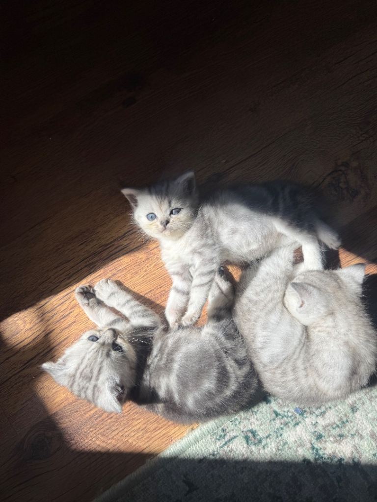 Chinchilla Persian Kittens 