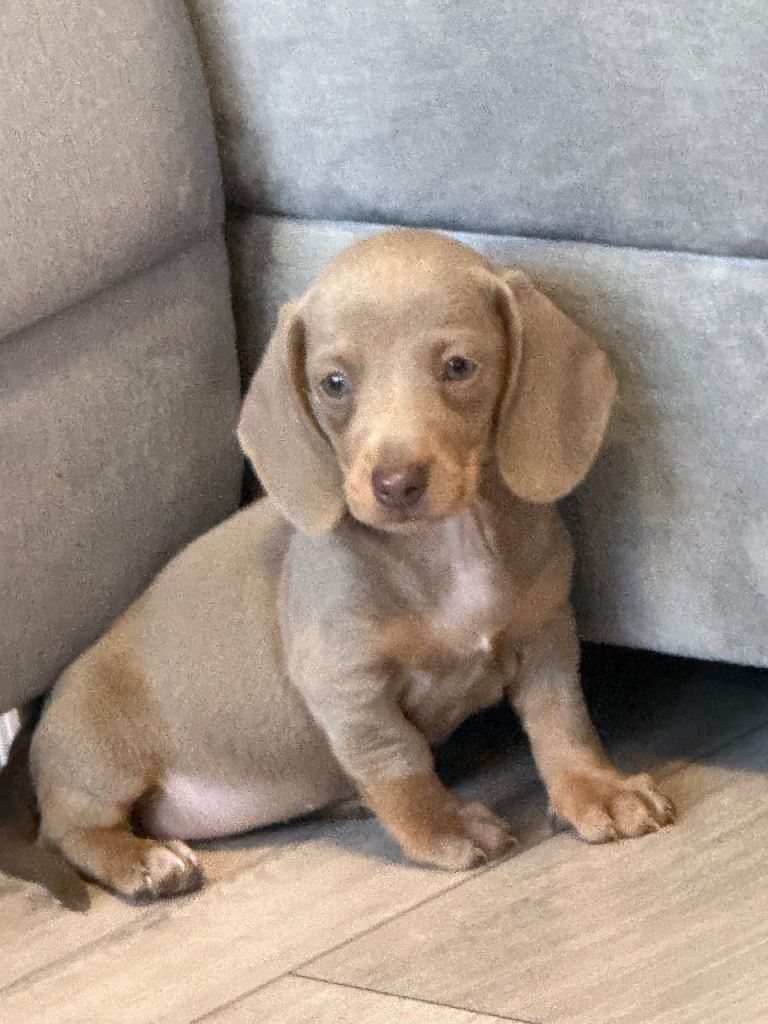 Miniature dachshund puppies!!