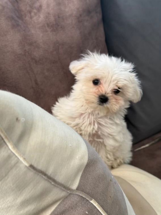 Full Pedigree Maltese Puppy 