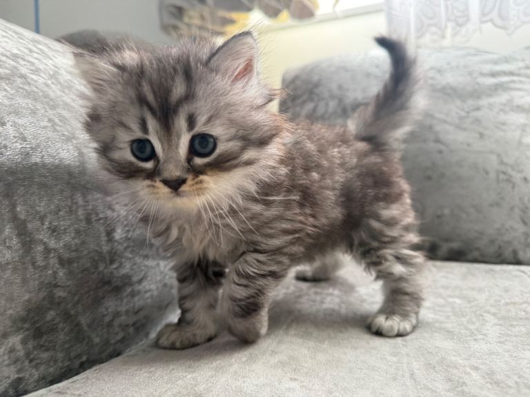 Persian Doll-face Cross Kittens — Available Now