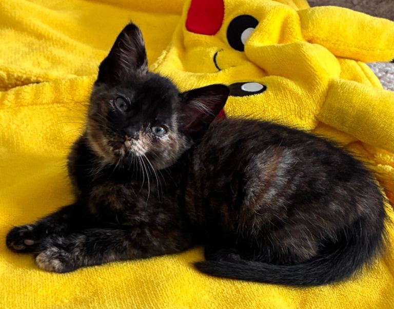 Kittens looking for forever homes