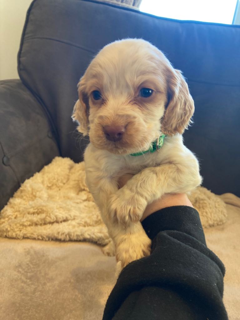 Beautiful cocker spaniel puppies Ready Now
