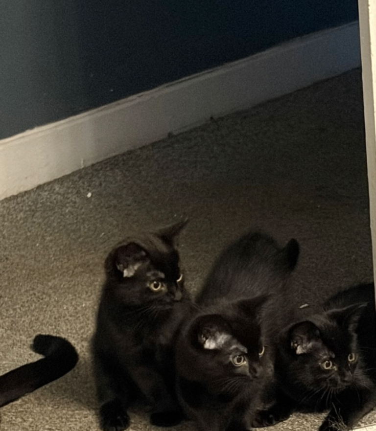 3 kittens for sale