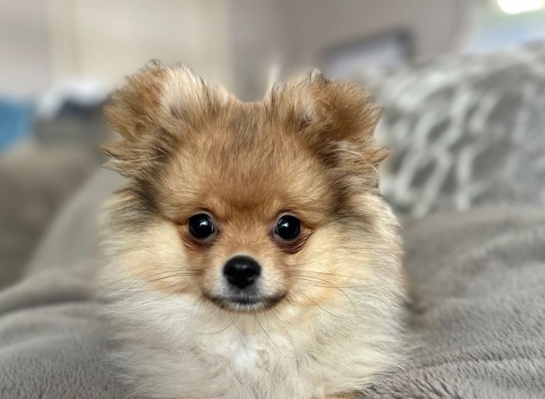 Stunning pomaranian female puppy 