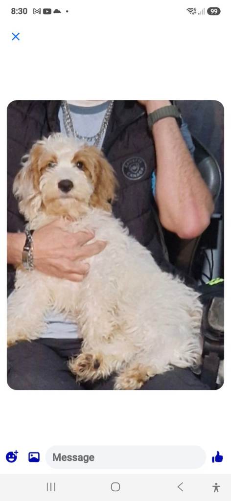 17 week old male cockapoo
