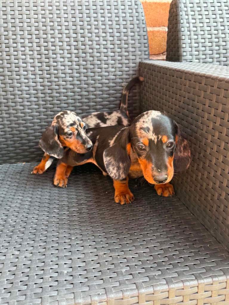 Dachshunds boys&girls!!