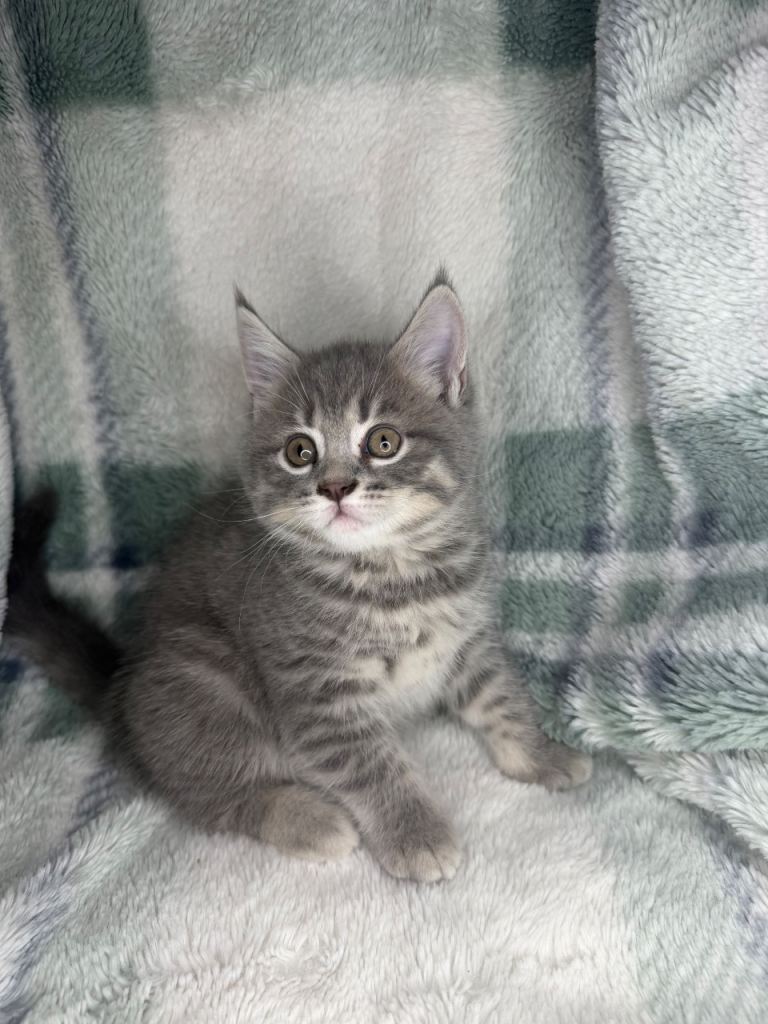 Maine coon x British shorthairs last girl left 