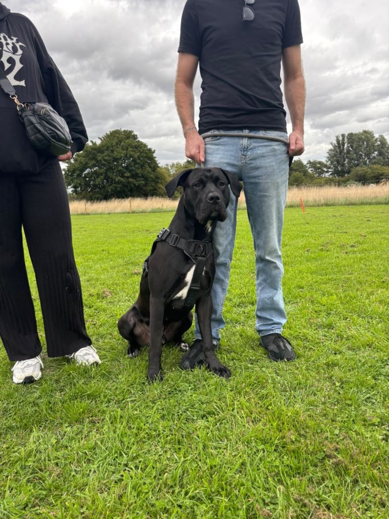 CANE CORSO X LURCHER MALE EMERGENCY REHOME