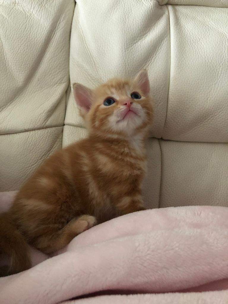 Baby Kittens for sale 
