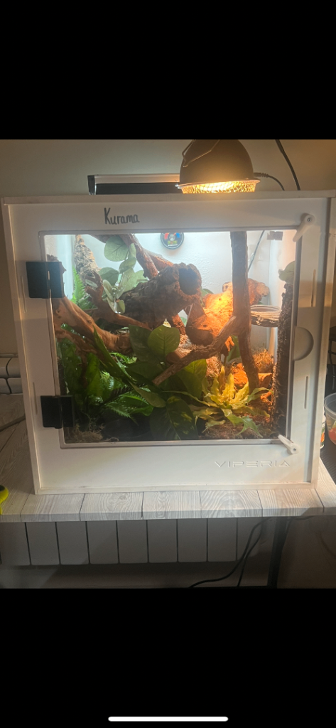 Baby Red-Bi crested Gecko with Viv