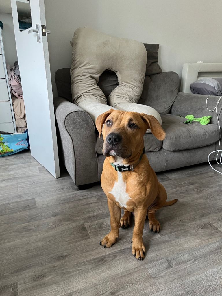 Ridgeback x Staffy stunning puppy