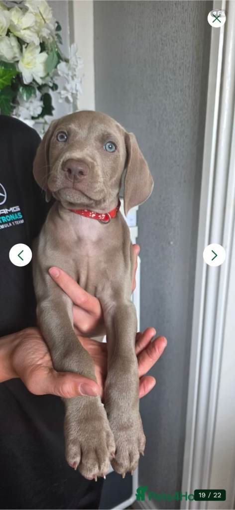 Weirmeraner puppies 