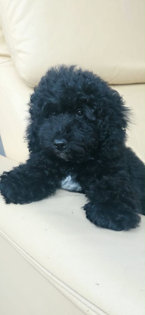 COCKAPOO  F1B1 puppy ready to go 