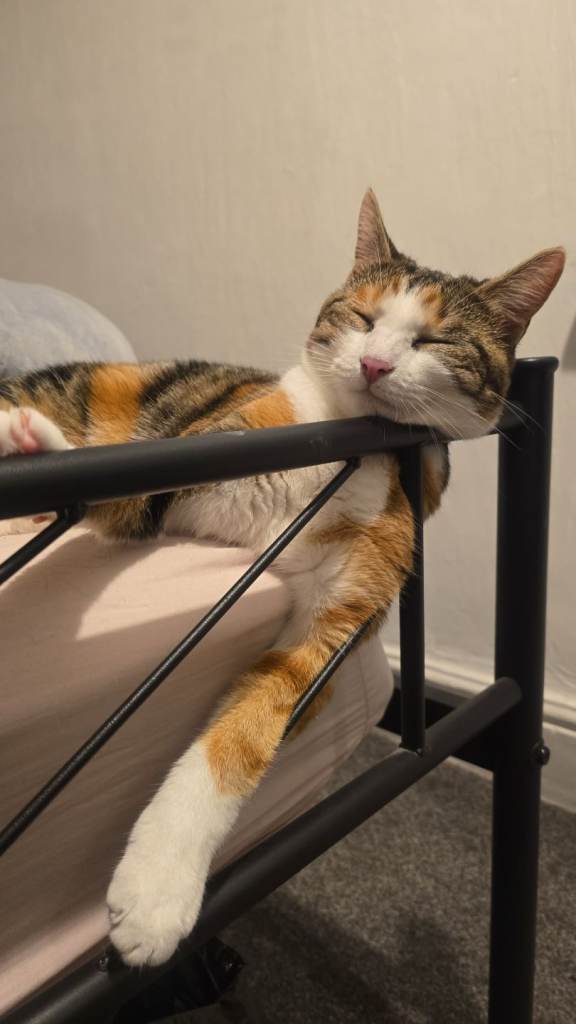 Loving Indoor Cat Needs a New Home - to Good Home