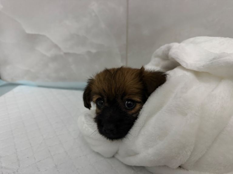 Puppy Chihuwawa X Yorkie