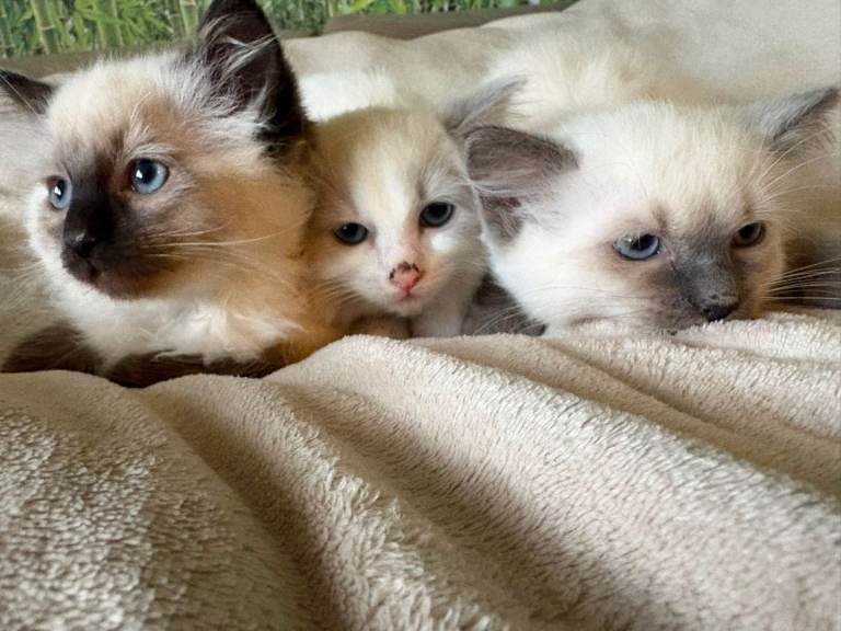 Boy Ragdoll kittens