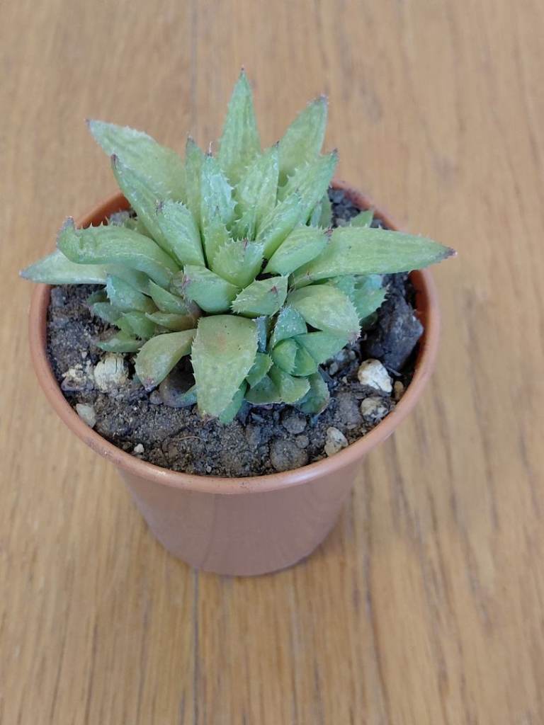 Haworthia turgida caespitosa - rare succulent plant