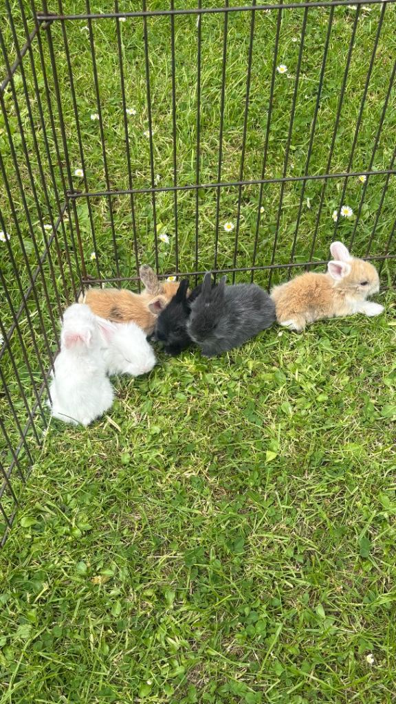 Rabbits