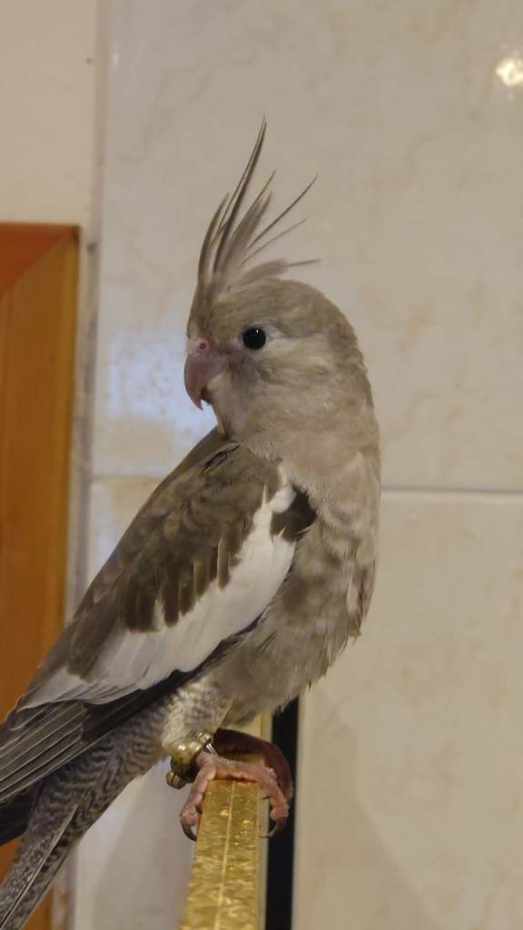 Cockatiel silly tame hand reared needing a new home