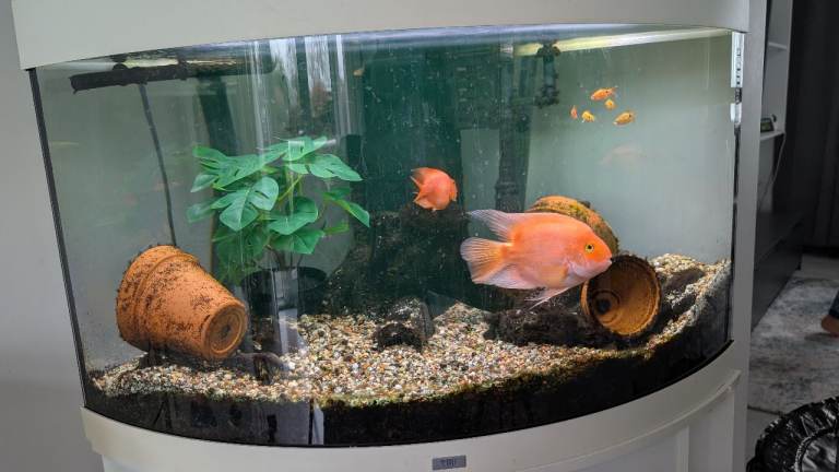 2 Healthy Blood Red Parrot Cichlids (6" and 3")