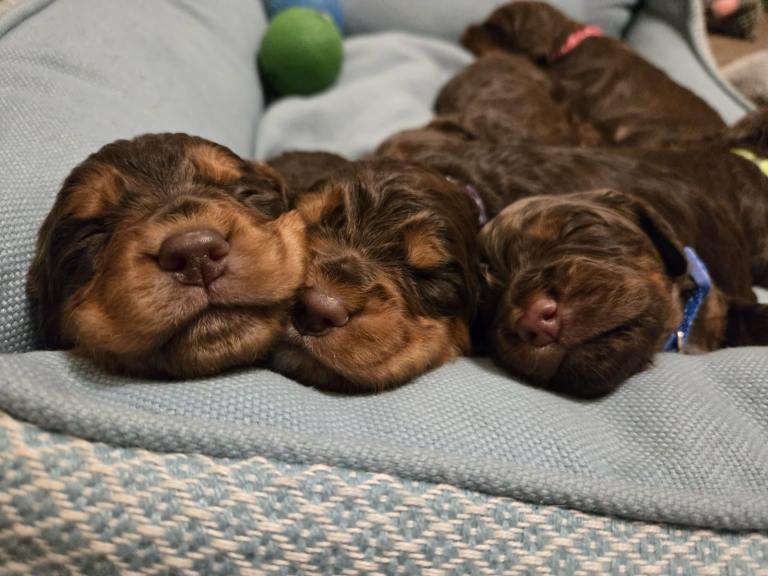 ✨ Chocolate & Tan Cocker Spaniel Puppies ✨