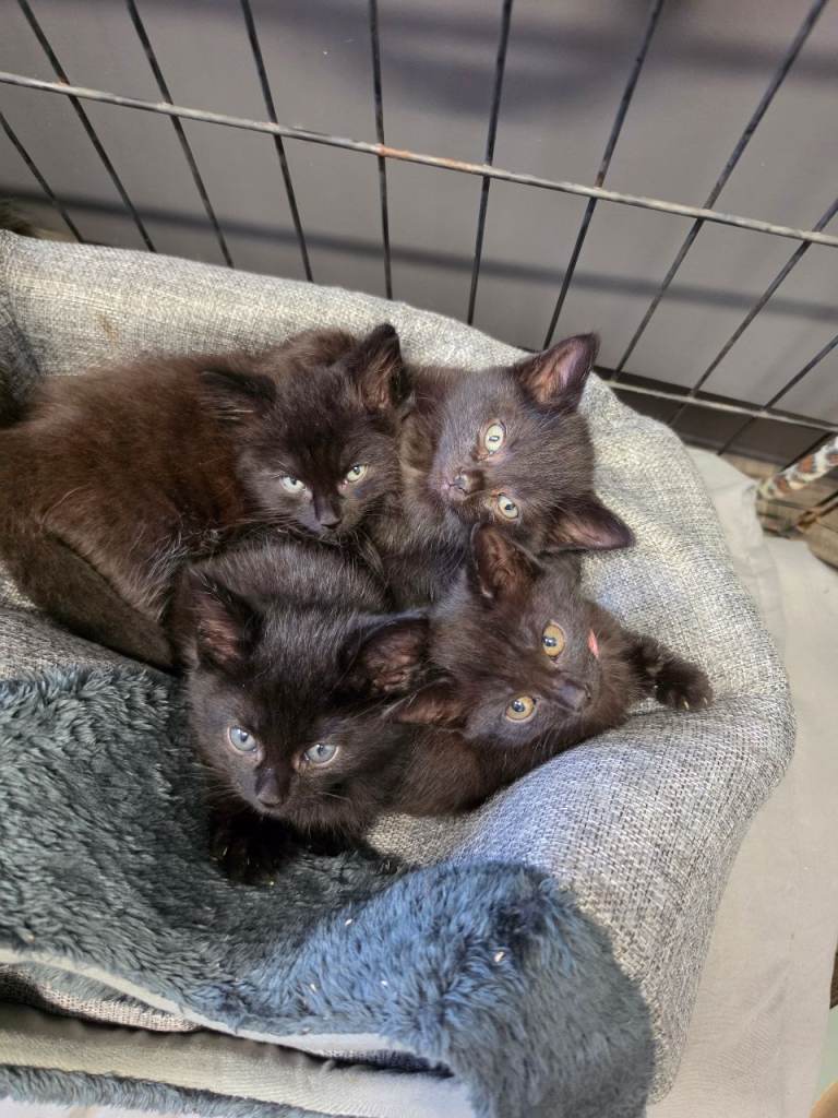 Beautiful All Black Kittens