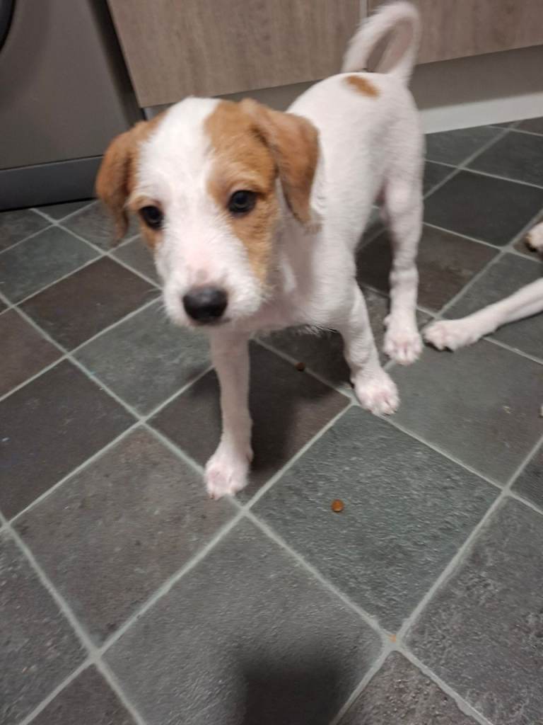 Jack russel whippet x golden doodle