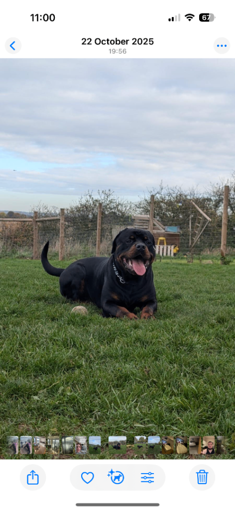 2 year old Rottweiler 