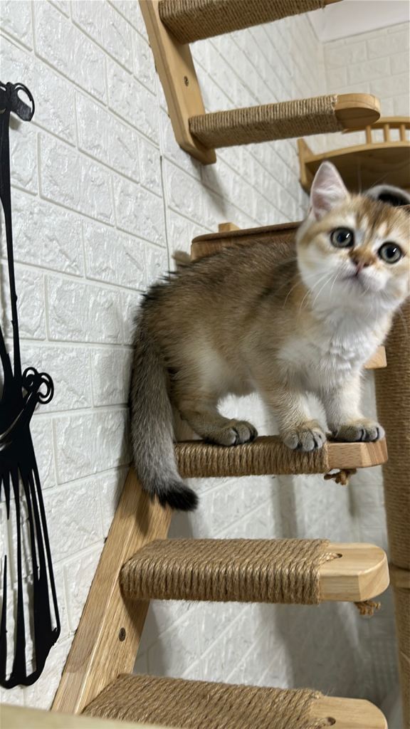 Golden Sweet Girl – Beautiful ginger Straight Kitten 🧸✨