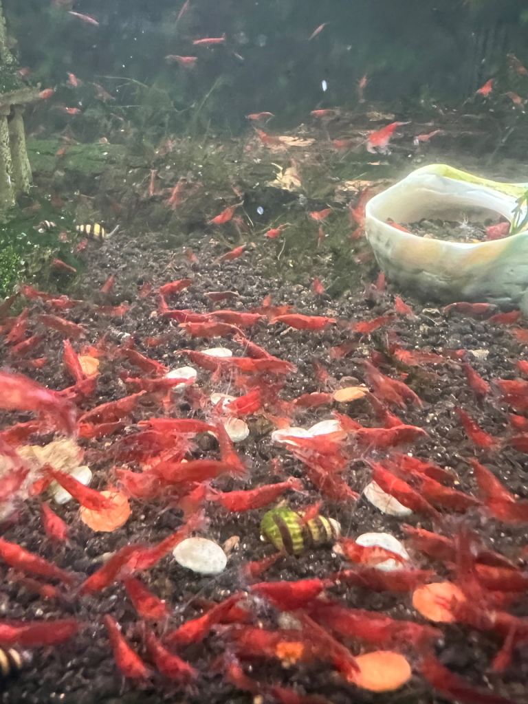 Healthy Red Cherry Shrimps for Sale – Tank Clearance / Colony Thinning