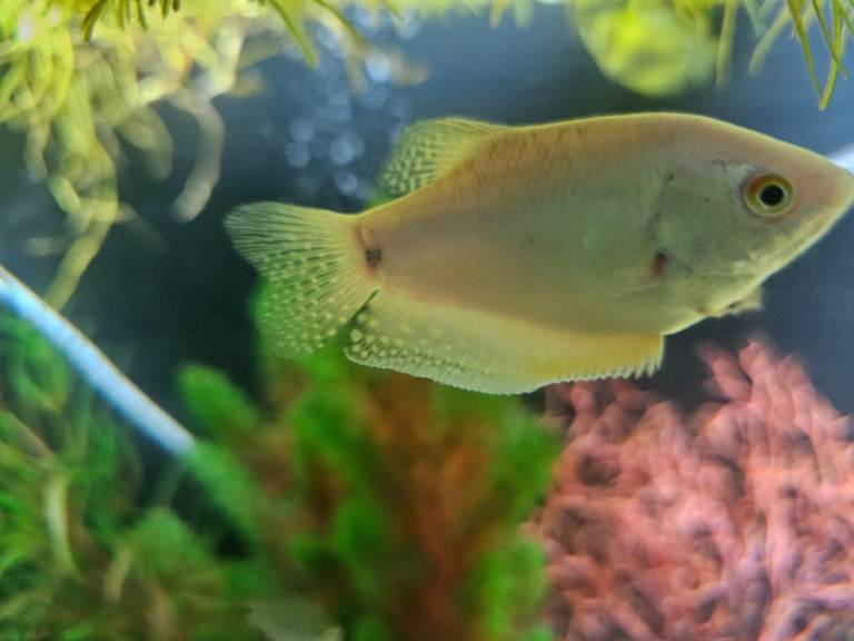 3 mature adult gouramis and 4 juvenile angelfish
