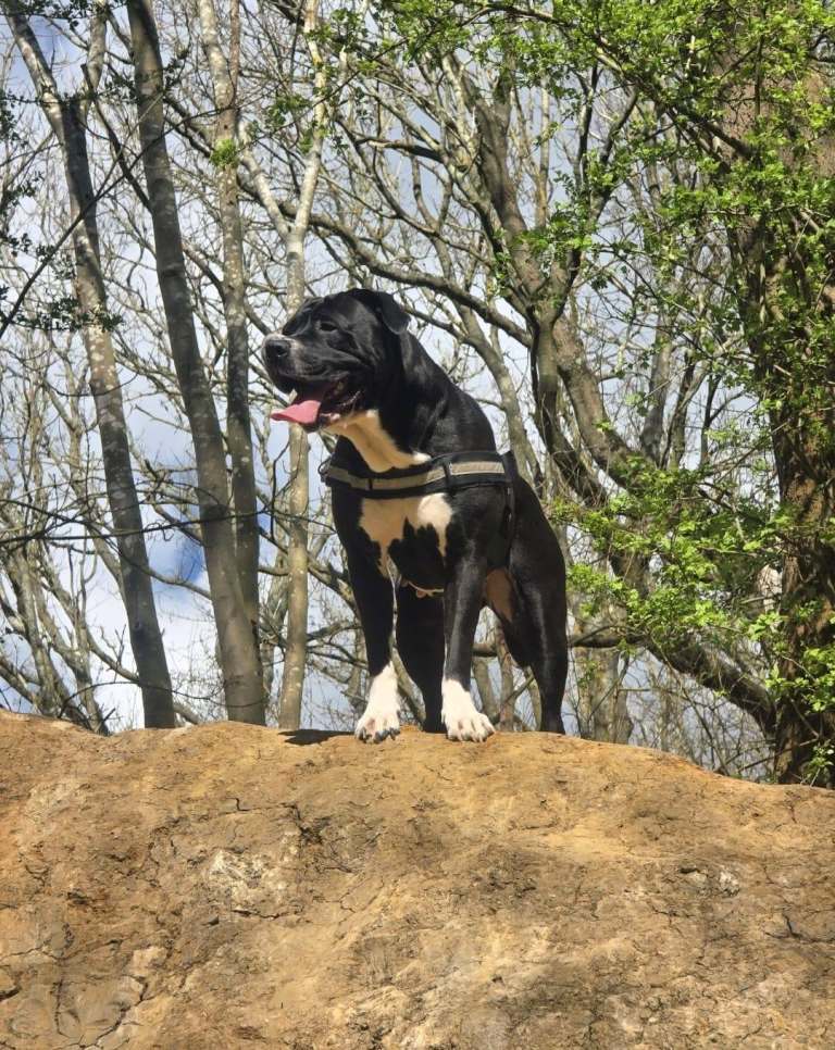 Cane Corso Female Mix 