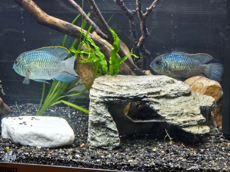 Tropical fish 