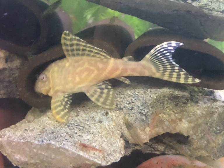 Albino Hypancistrus L333