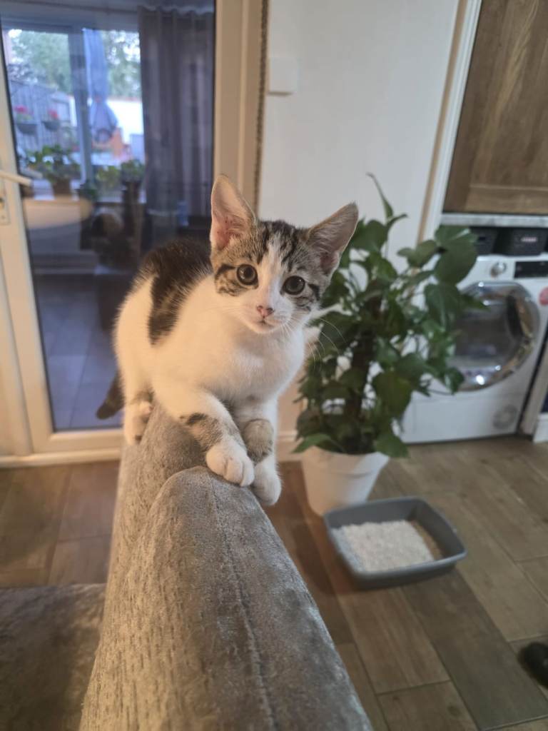 6 kittens looking for a home 