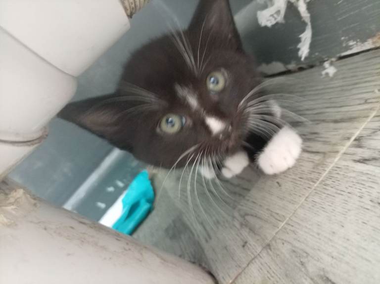 Beautiful kittens for sale 