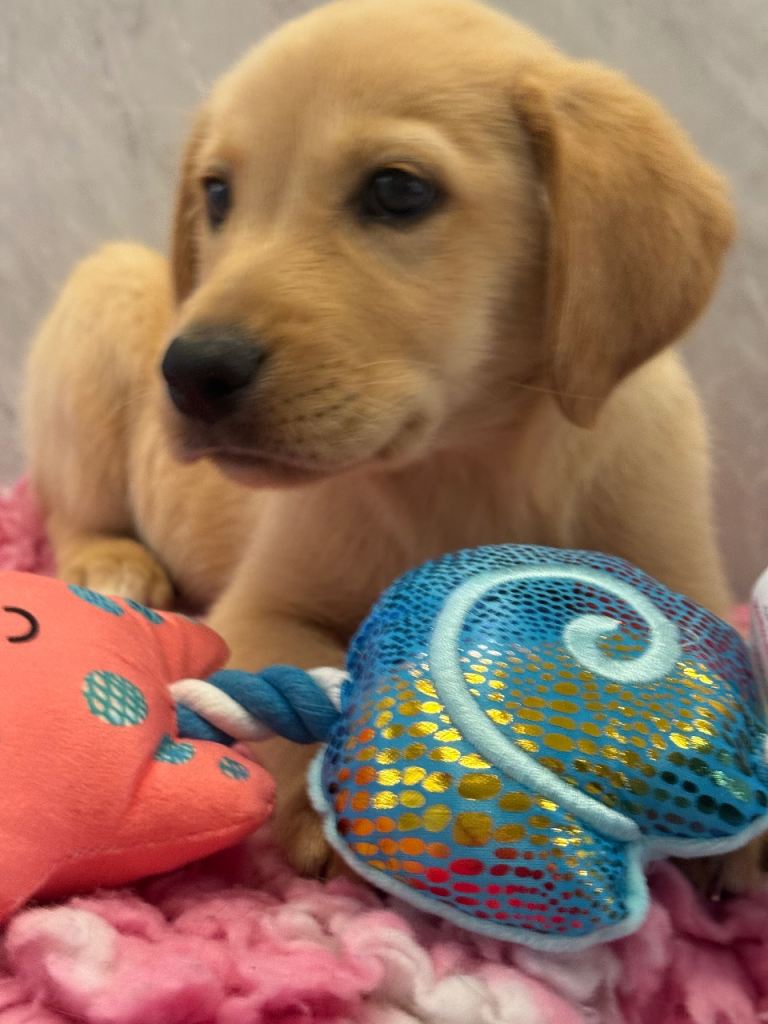 Labrador x  golden retriever puppies