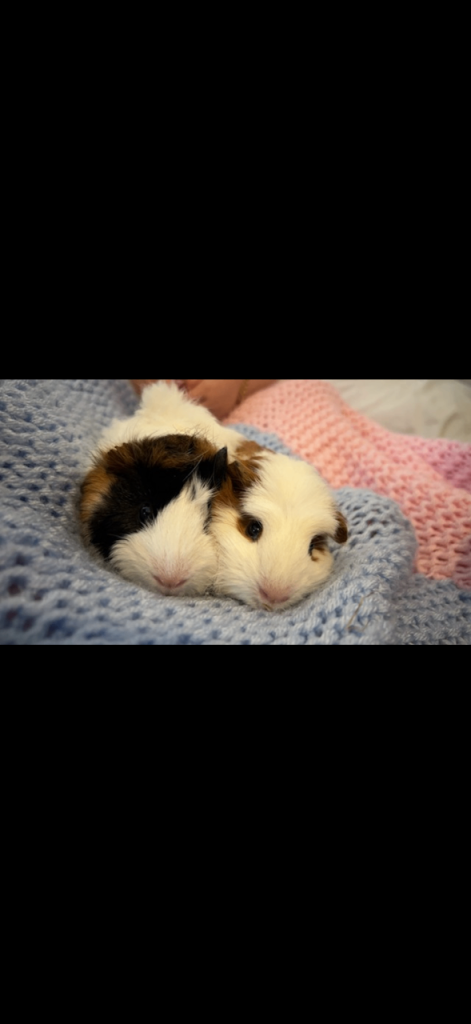 image for Male Guinea pig 