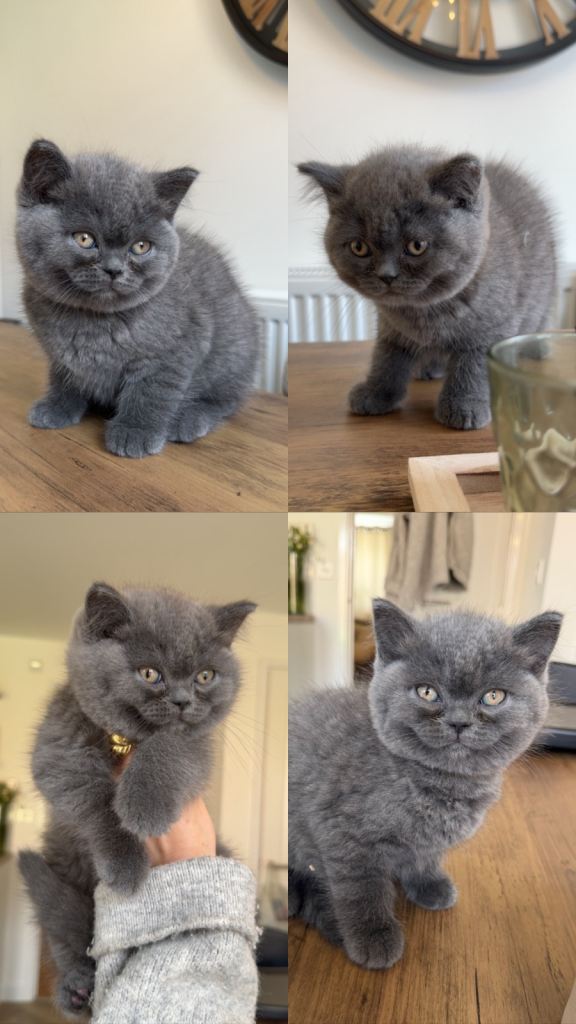 British shorthair kitten 