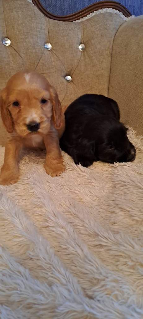 Kc cocker spaniel pups.