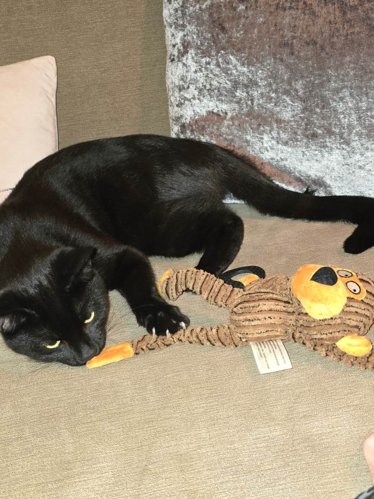 image for Beautiul black male cat neutered 14 months 