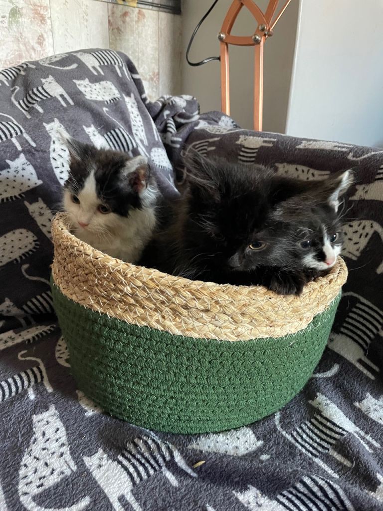 Long haired cross Selkirk Rex curly kittens 