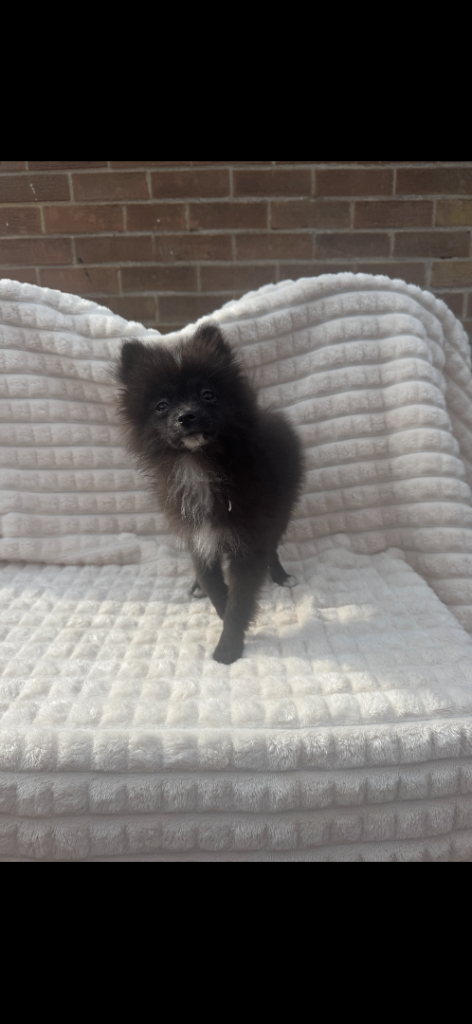pomeranian girl nala 