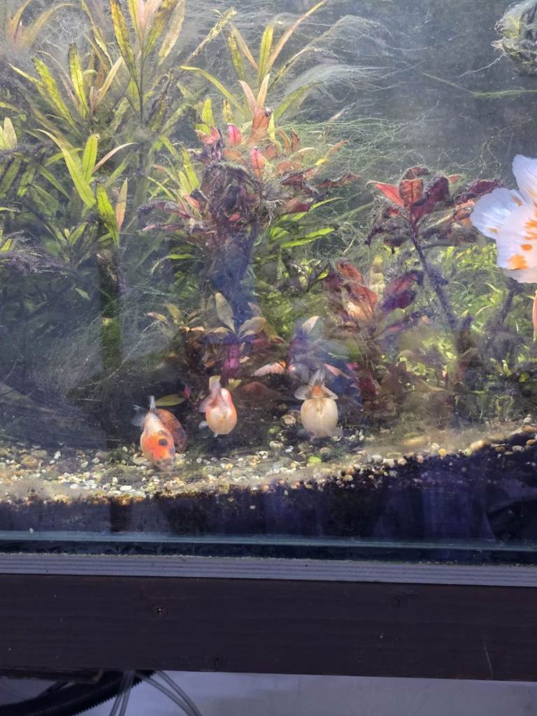 Japanese Ranchu Ornamental Fish 