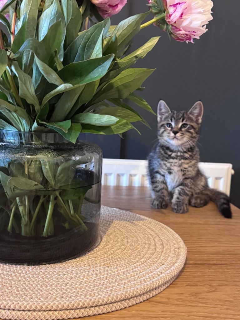 8 week old British blue short hair cross kittens 