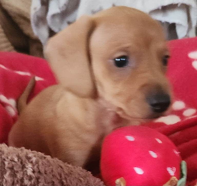 5 Kc reg mini dachshund  for sale
