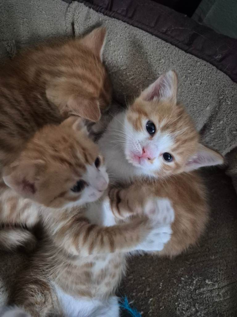 Kittens £175