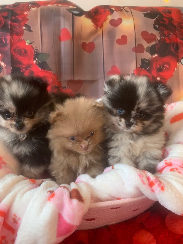 UNIQUE BEAR FACE POMERANIAN LITTER