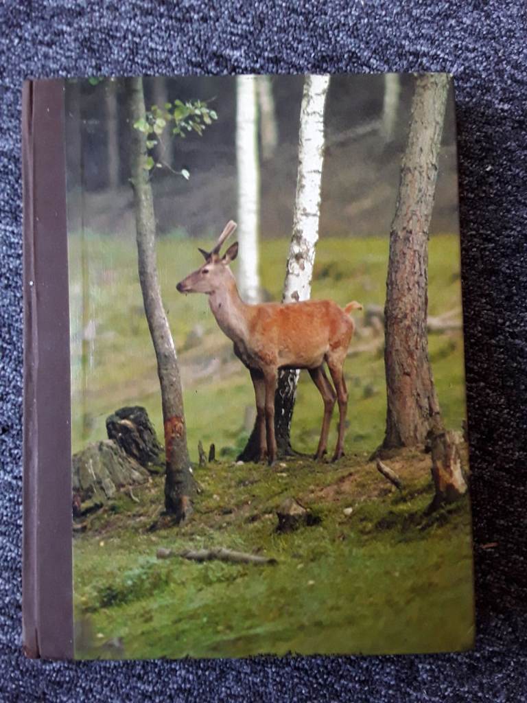 Wildlife in Britain